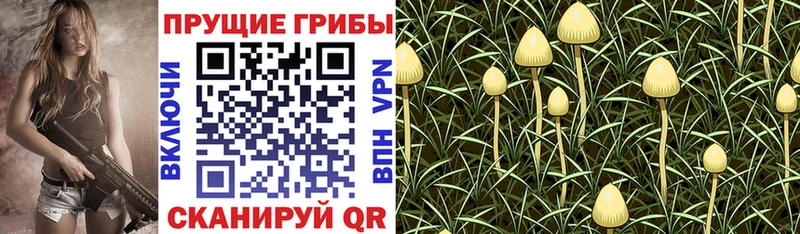 Псилоцибиновые грибы Psilocybine cubensis Миасс